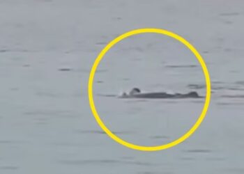 Turista graba ataque mortal de tiburón a joven