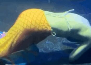 Sirena se desmaya durante espectáculo