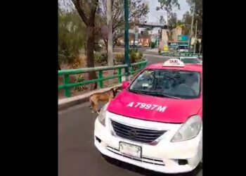 Indignación en CDMX por abandono de lomito en avenida de Iztapalapa