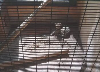 Acusan abandono de animales en zoológico de Culiacán