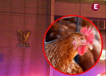 Fallece una niña de 3 años por influenza aviar AH5N1 en México