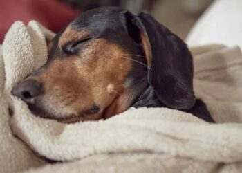 Cinco cachorros fueron víctimas de ácido en un refugio en Michoacán