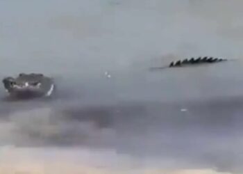 Cocodrilo sorprende a turistas en playas de Cancún