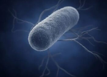 Alerta de salud por el resurgimiento de la bacteria del cólera