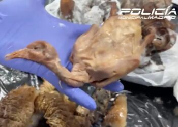 Restaurante ofrecía pato y servía paloma