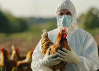 Primer caso humano de H5N1 en México confirmado