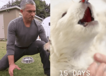 César Millán opina respecto a lobos terribles que regresaron de la extinción