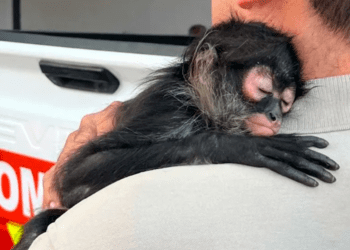 Rescatan a mono araña bebé con todo y pañal en Tlaquepaque