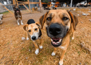 Gracias a denuncia, descubren inmueble donde se hacían peleas de perros