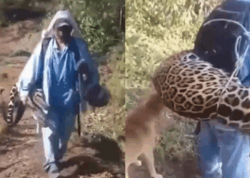 Graban a hombre paseando con el cadáver de un jaguar