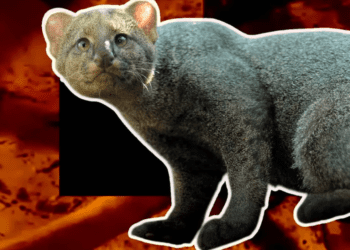 Profepa prepara denuncias penales por asesinato de jaguarundi en Chiapas