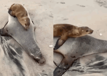 En medio de crisis ambiental, un pequeño lobo marino despide a su mamá en Rosarito