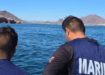 Semar encabeza operativo para retirar ballena muerta en playa de Sonora