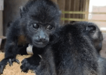 AZCARM denuncia a exdirectiva de Semarnat por negligencia en caso de crías de mono saraguato