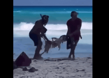 Localizan cuerpo mutilado de joven desaparecido en Playa Chac Mool