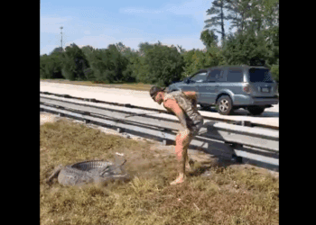 Cazador de caimanes actúa sin calzado y evita accidente en autopista de Florida
