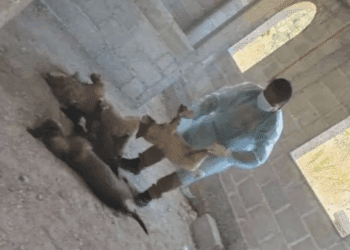 Investigan muerte de 13 perros en dos municipios de Hidalgo