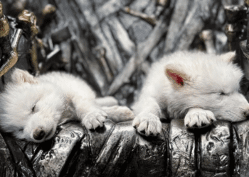 Tras 10 mil años extintos, nacen 3 lobos terribles: así los revivieron