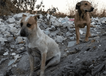 Proponen 3 años de prisión por abandono de mascotas en la CDMX