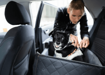 Esta es la multa por llevar a un perro en el coche… Evita pagar miles de pesos