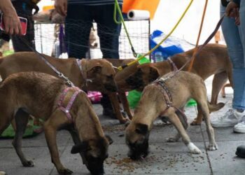 Profeco revela las marcas de croquetas para perro mejor evaluadas