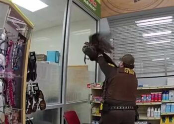 Pavo salvaje entra a farmacia y agrede a clientes en Indiana