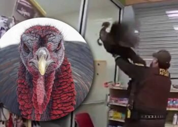 “Un pavo persigue a clientes”, reportaron al 911 en Indiana