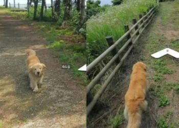 Perrita se vuelve famosa en Corea del Sur tras aparecer en miles de fotos de Street View