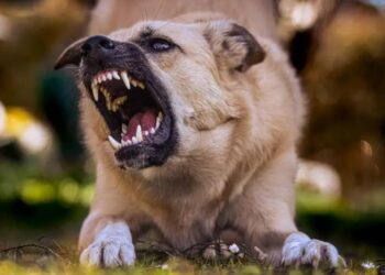 ¿Por qué se enoja un perro? Evita que suceda