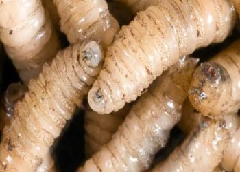 México reporta 406 brotes de gusano barrenador del ganado