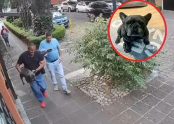 ¿Robo de bulldog francés en CDMX para cruzar? Estaba castrado