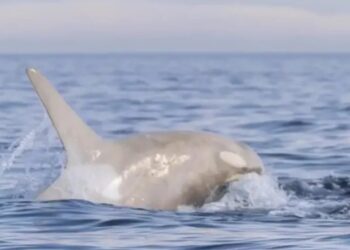 Captan el salto de una rara orca blanca frente a costas de Japón