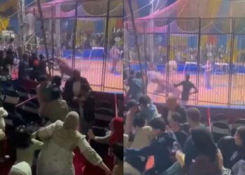 Tigre ataca a su domador en un circo de Egipto