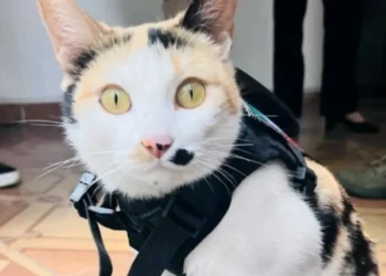 Rescatan a gatita atrapada que llevaba dos semanas sin comer