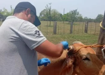 Detectan cuarto caso humano de gusano barrenador en Chiapas