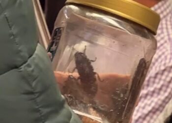 Cucarachas africanas en el Metro de CDMX