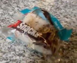 Cliente encuentra gusanos vivos en producto de Costco