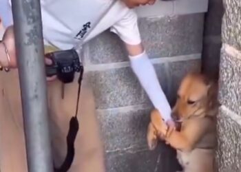 Perro conmueve a periodista y lo adopta