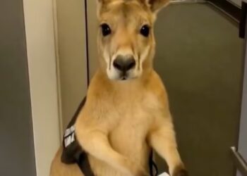 Video de canguro intentando abordar avión es IA