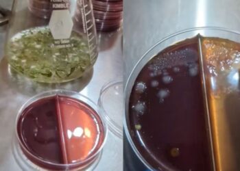 Revelan presencia de bacterias fecales en verduras de taquería