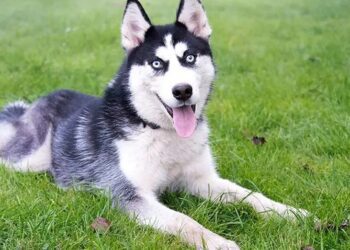 Husky muerde a joven en ascensor