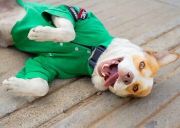 Mailo, el perrito gasolinero