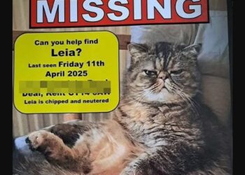 Gata sobrevive 23 días bajo tierra en Reino Unido; se habría hidratado con cerveza y agua de tuberías