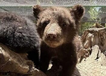 Exhiben a oseznos huérfanos en zoológico tras incendio en Chihuahua