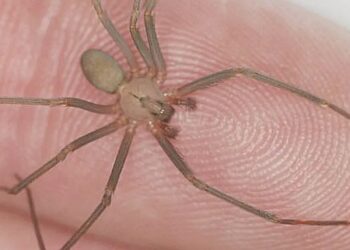 Aumentan las picaduras de araña violinista en México durante 2025