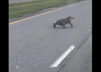 Caimán sin cola sorprende en autopista de Luisiana y revela su asombrosa capacidad de adaptación