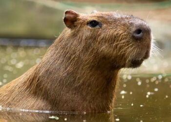 Tener una capibara como mascota puede costarte miles de dólares en multas