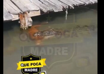 Turistas graban a cocodrilo arrastrando a un perro en laguna de Tulum