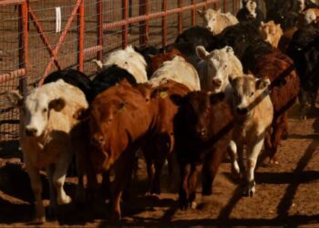 México urge a EE. UU. apoyo ante brote de gusano barrenador