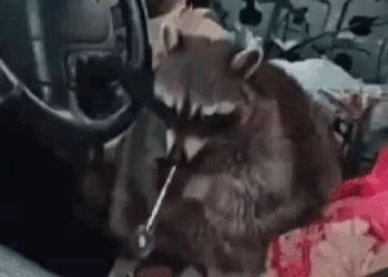 Mapache con pipa provoca el arresto de su dueña